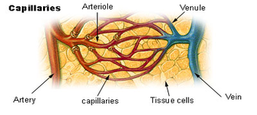 capillary diagram