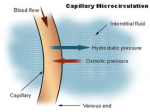 capillary microcirculation diagram