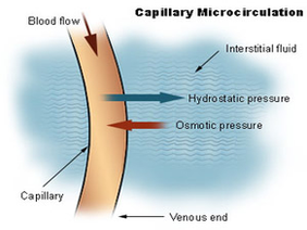 capillary microcirculation diagram