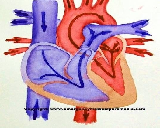 cardiac blood flow