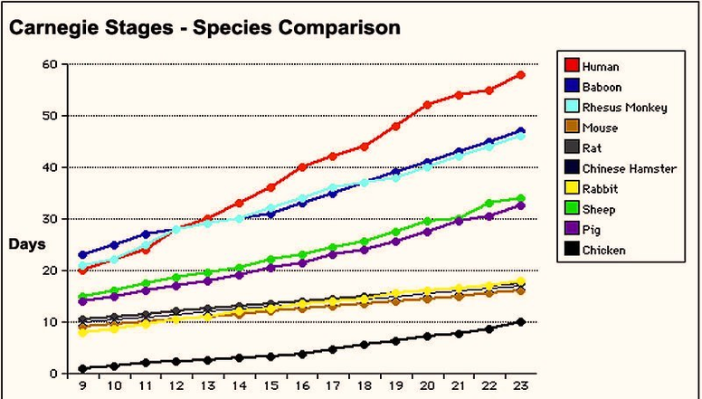 carnegie stages species comparison