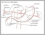 celiac artery branches