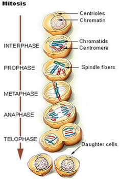 cell division diagram