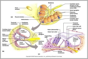 cochlear duct | Anatomy System - Human Body Anatomy diagram and chart ...