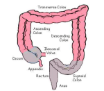 colon diagram | Anatomy System - Human Body Anatomy diagram and chart ...