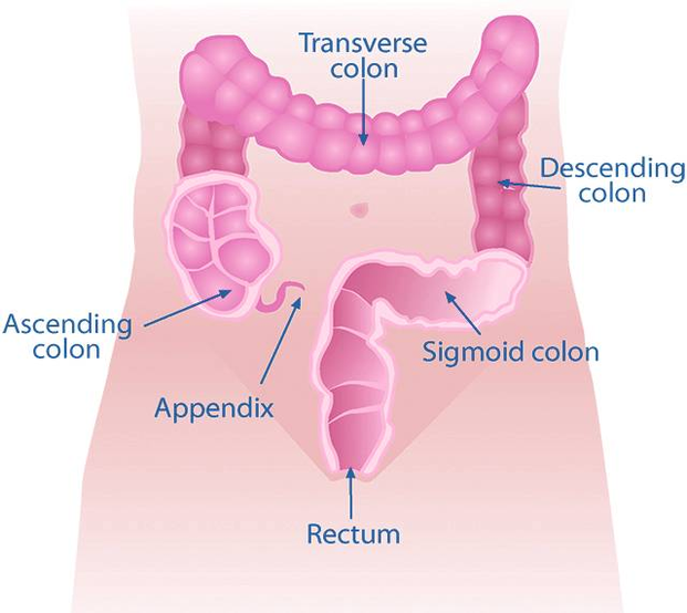 coloncheckmb colon diagram