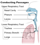 Conducting passages diagram | Anatomy System - Human Body Anatomy ...