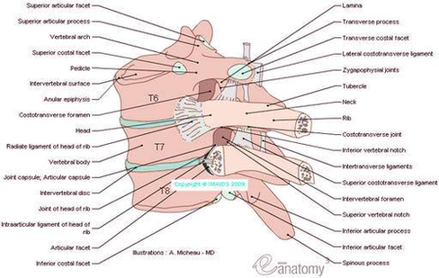 costovertebral joints anatomy diagram