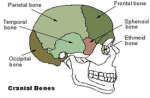 cranial bones diagram