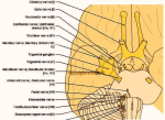 cranial nerves anatomy