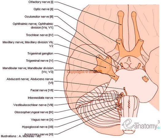 cranial nerves anatomy brainstem human body en large photo