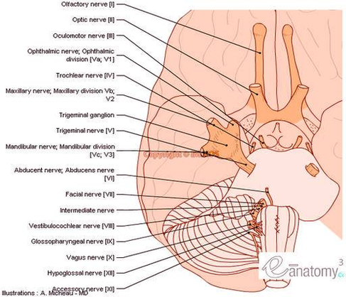 cranial nerves anatomy brainstem human body en medical