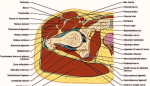 cross section human body hip thigh