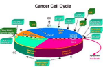 cyclacel cell cycle diagram1