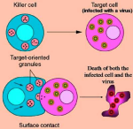 cytotoxic cell wiki