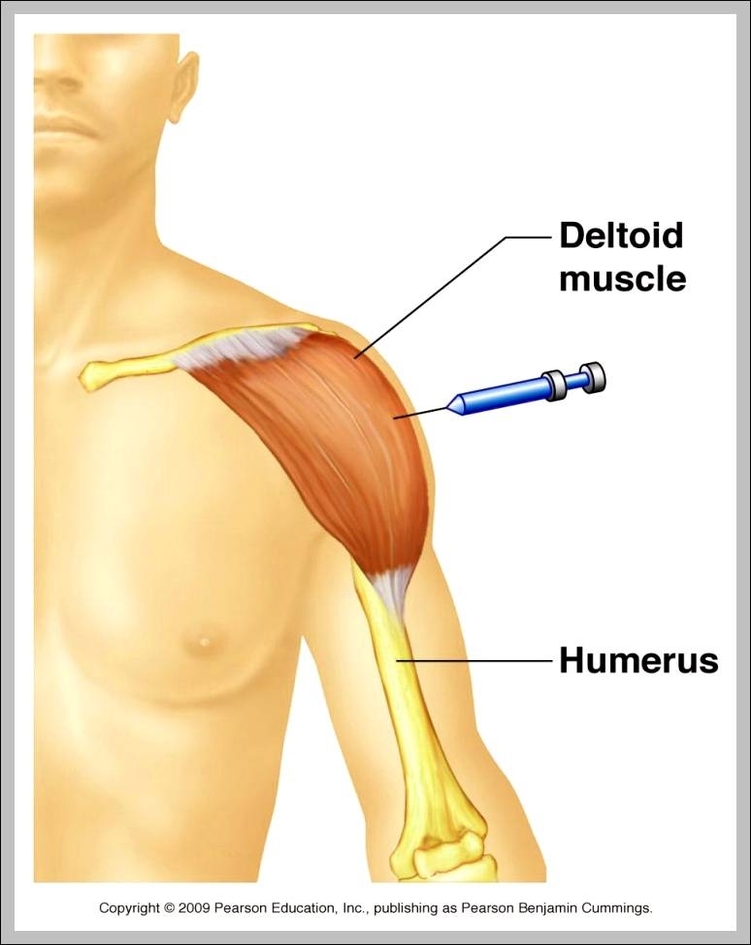 deltoid muscle innervation 744x975