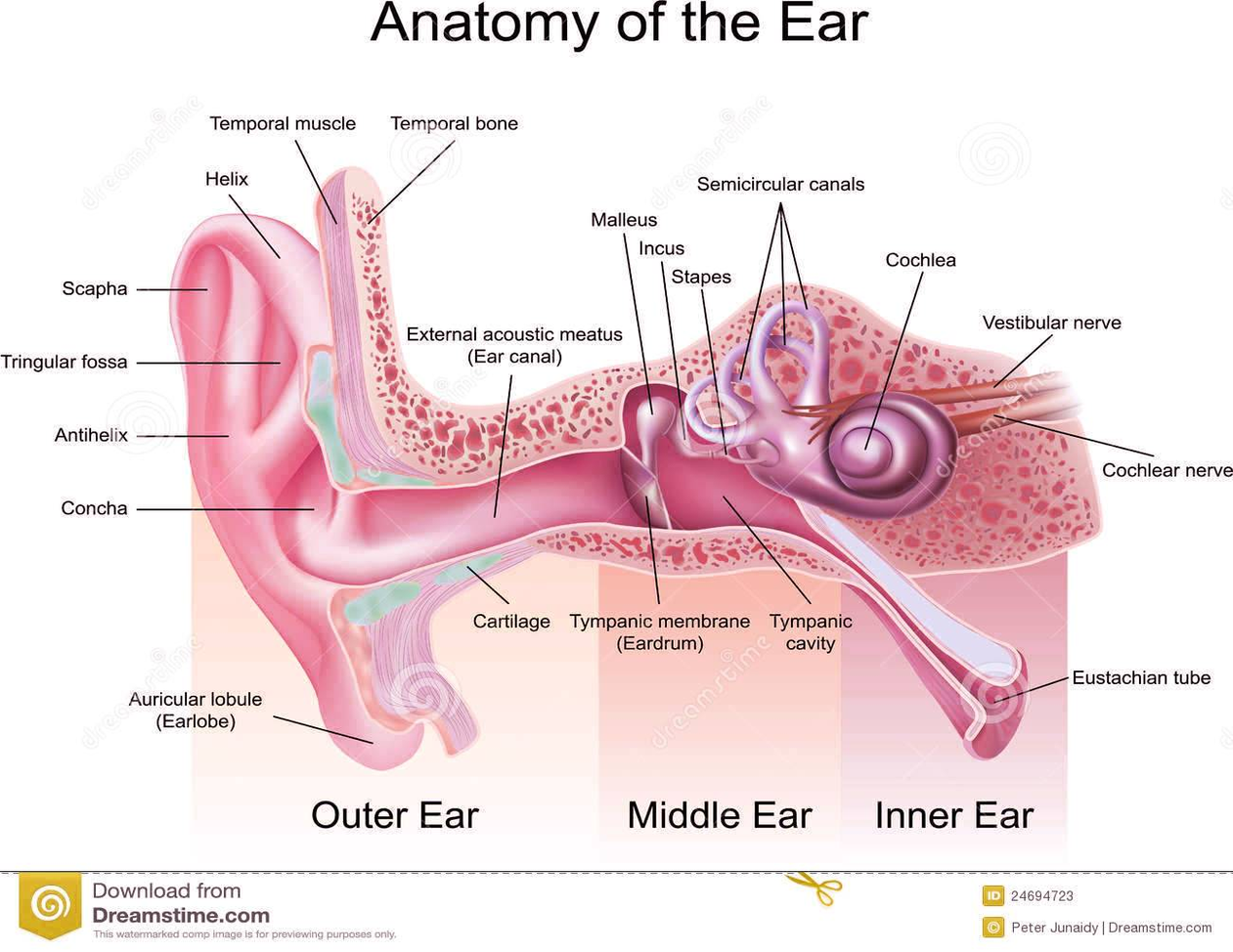 diagram anatomy ear