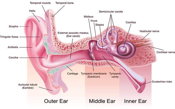 diagram anatomy of ear