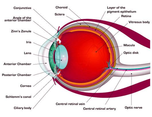 diagram anatomy of the eye