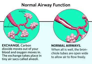 diagram asthma attack anatomy