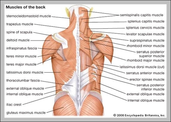 diagram back muscles