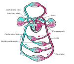 diagram blood circulation labeled