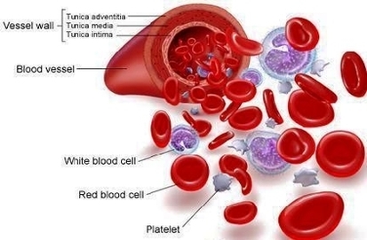 diagram blood plasma