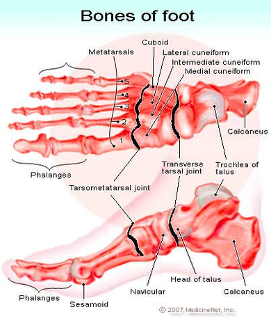 diagram bones of foot