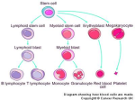 diagram crukmig