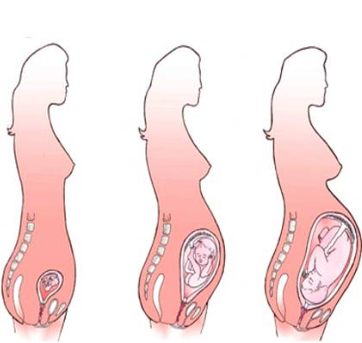 diagram different stages of pregnancy