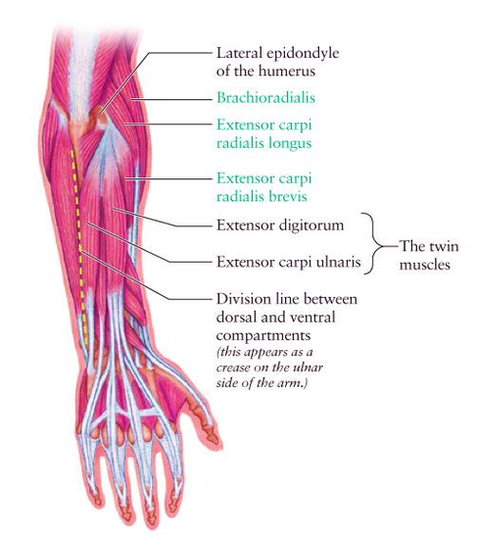 diagram dorsal forearm diagflat