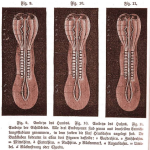 diagram embryos