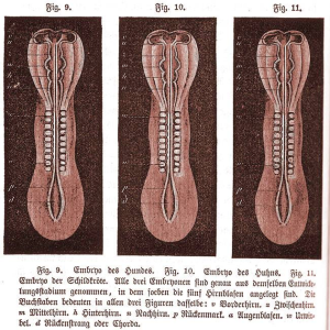 diagram embryos | Anatomy System - Human Body Anatomy diagram and chart