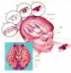 diagram eyes relation to brains