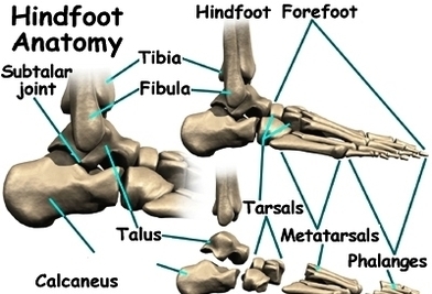 diagram foot anatomy bones