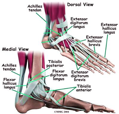 diagram foot anatomy mw