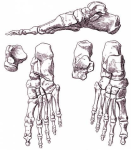 diagram foot bones