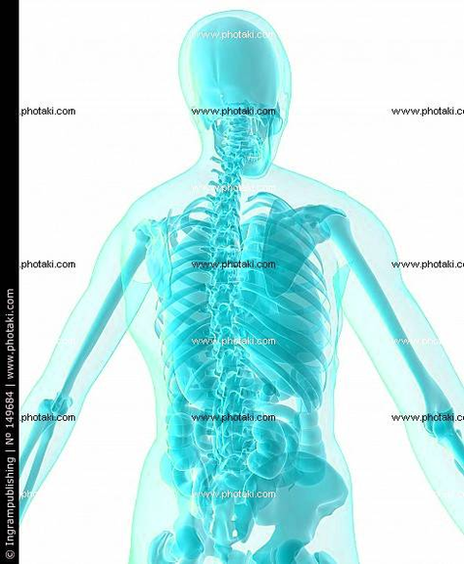 diagram human anatomy illustration organs illustration organs