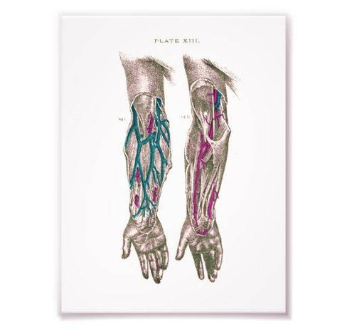 diagram human anatomy print arm print rccecbcdcb fk byvr