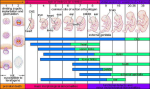 diagram human critical periods