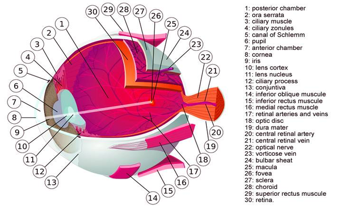 diagram human eye muscles