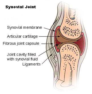 diagram illu synovial joint