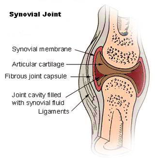 diagram illu synovial joint