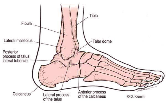 diagram lateral foot anatomy