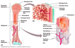 diagram longbone