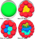 diagram model embryo to cell stage icon