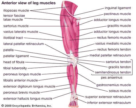 diagram of anterior leg muscles anterior view madell online