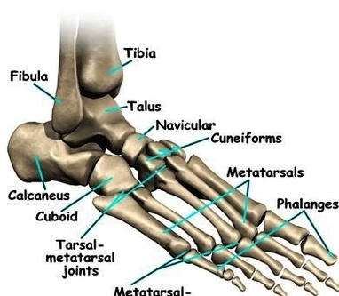 diagram of foot anatomy bones