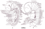 diagram of gasser fig la