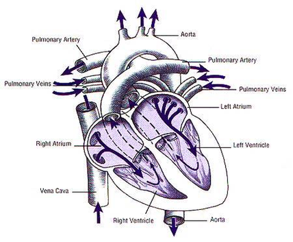 diagram of heart and blood flow